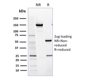NRF1 Antibody / Nuclear Respiratory Factor 1