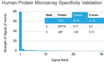 YB1 Antibody / Y-box-binding protein 1