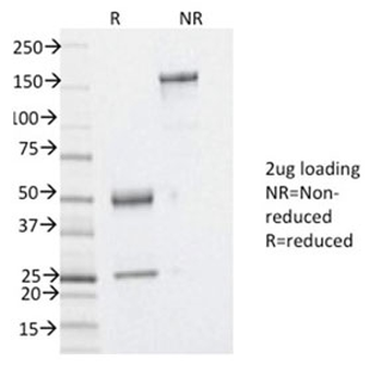 YB1 Antibody / Y-box-binding protein 1