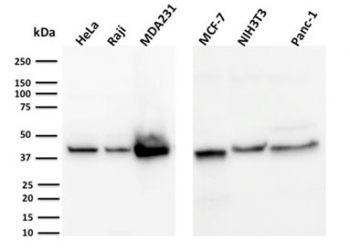 PD-L1 Antibody / B7-H1 / CD274