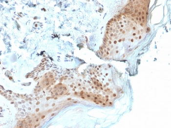 OGG1 Antibody / 8-Oxoguanine DNA Glycosylase