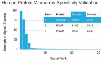 Langerin Antibody / CD207