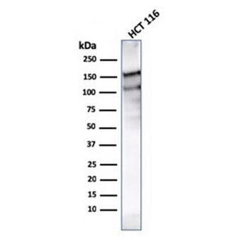 MSH6 Antibody
