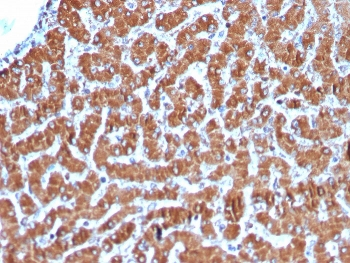 Cytochrome C Antibody