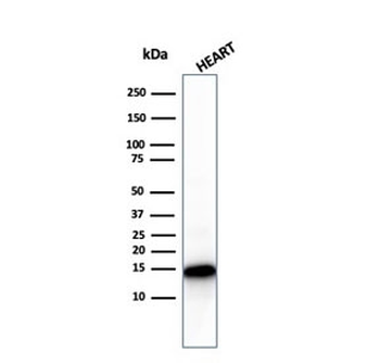 Cytochrome C Antibody