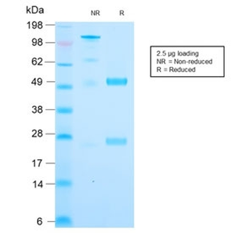 Cytochrome C Antibody