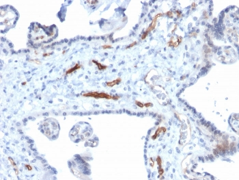 Podocalyxin Antibody / PODXL