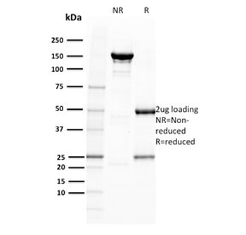 POU2AF1 Antibody / BOB-1