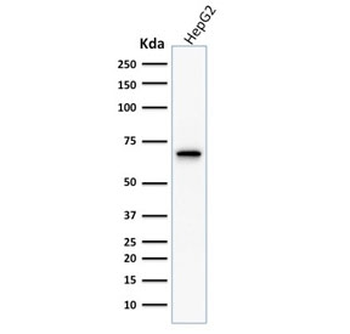 COX2 Antibody / PTGS2