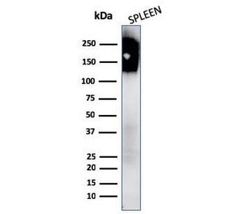 CD45 Antibody Cocktail (Leukocyte marker)