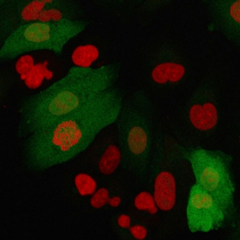 S100A4 Antibody / FSP1