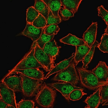 BMI1 Antibody
