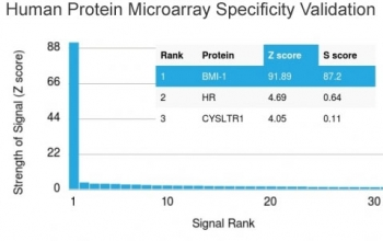 BMI1 Antibody