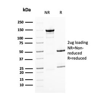 BMI1 Antibody