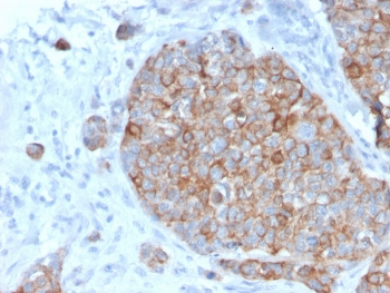 STAT2 Antibody