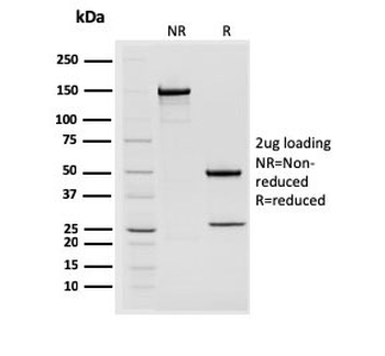 STAT2 Antibody