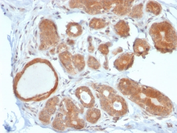 STAT5b Antibody