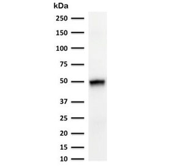 KRT15 Antibody / Cytokeratin 15