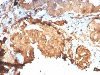 GRP94 Antibody / HSP90B1