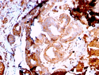 GRP94 Antibody / HSP90B1