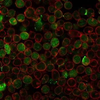 Thymidylate Synthase Antibody