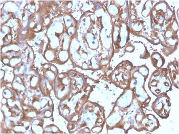 Ezrin Antibody / EZR