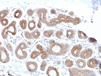 Calpain Antibody / CAPN1