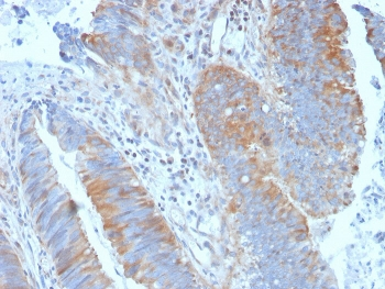 Calpain Antibody / CAPN1