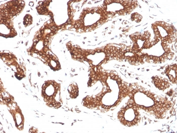 Calpastatin Antibody