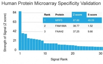 ABCC3 Antibody / MRP3