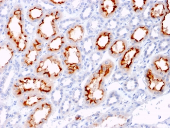 CD137L Antibody / 4-1BBL / TNFSF9