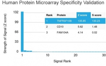 TRAIL R2 Antibody / DR5