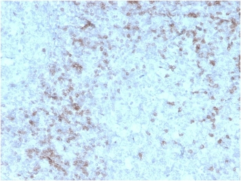 CD3 epsilon Antibody
