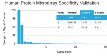 CD3 epsilon Antibody
