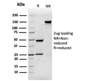 CD3 epsilon Antibody