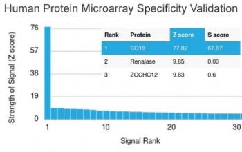 CD19 Antibody / B-lymphocyte marker