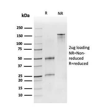 CD19 Antibody / B-lymphocyte marker