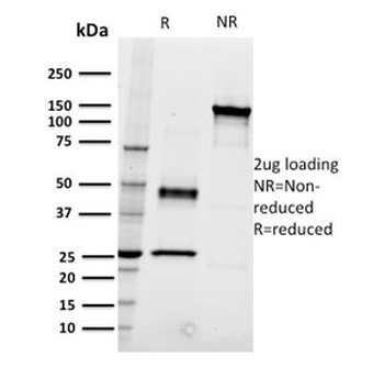 CD22 Antibody