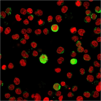 CD40L Antibody / TRAP / CD154