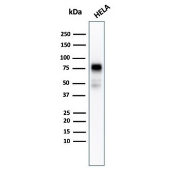 CD44 Antibody / HCAM
