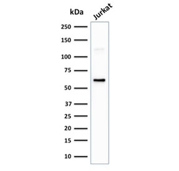 CD63 Antibody / LAMP-3