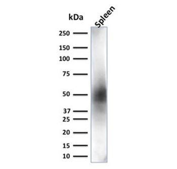 CD63 Antibody / LAMP-3