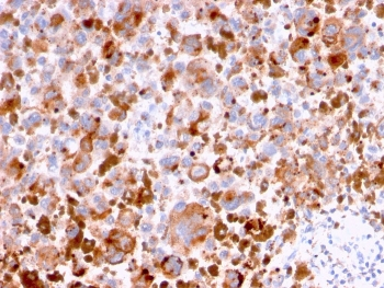 CD63 Antibody / LAMP-3