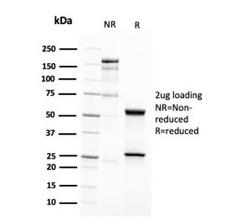 CD63 Antibody / LAMP-3