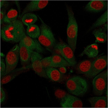 CD68 Antibody