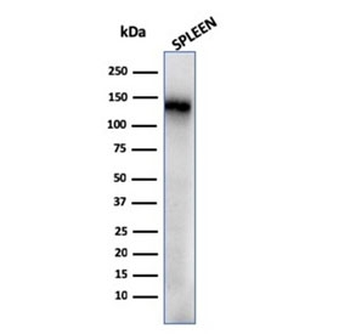 CD68 Antibody