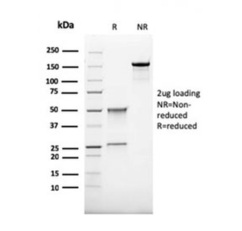 CD68 Antibody