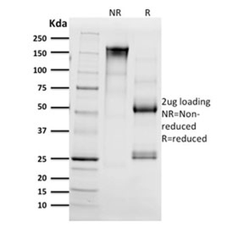 CD68 Antibody