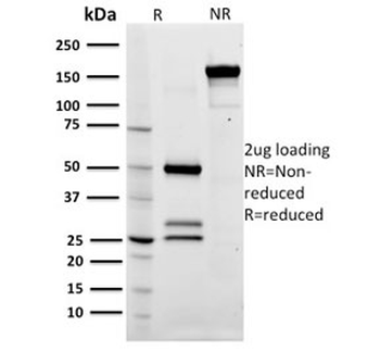 CD79a Antibody