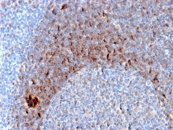 CD79b Antibody